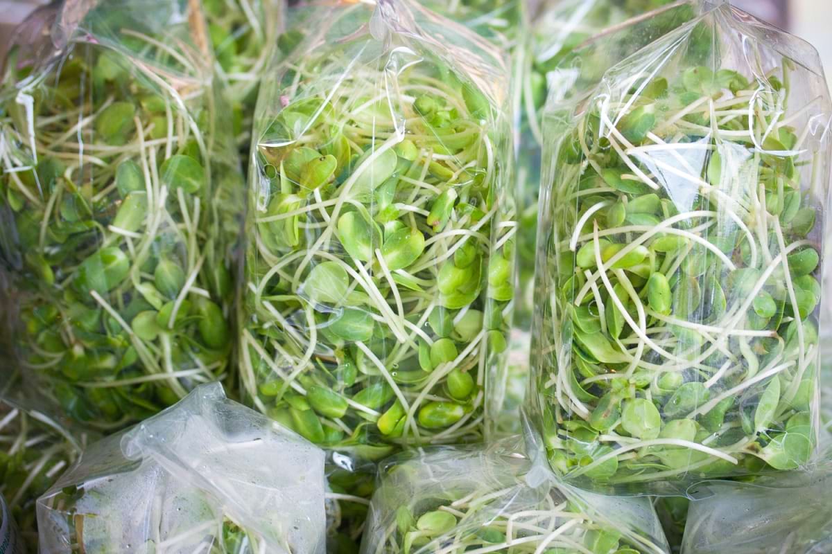 zioła liofilizowane